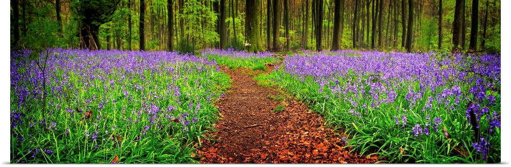 A meandering dividing path through an English bluebell woodland.