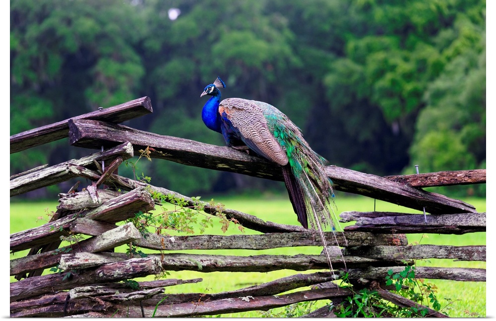 Fine art photo of a male peacock on a wooden fence in South Carolina.