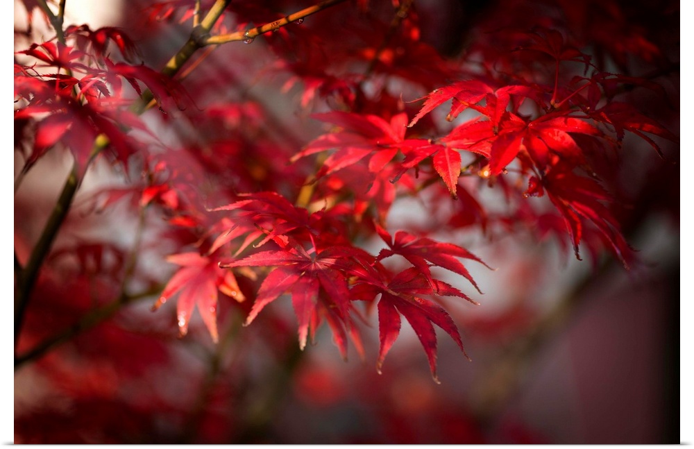Fine art photograph of a branch with red maple leaves.