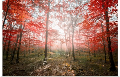 The Red Forest