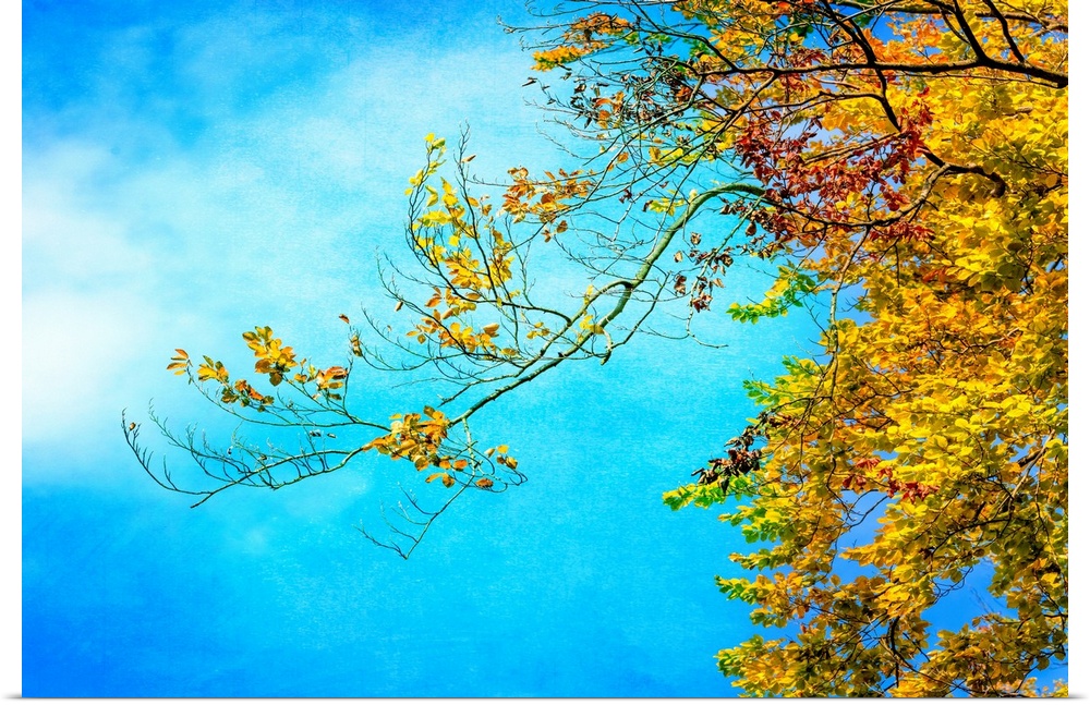 Photograph of branches from an Autumn tree with yellow and red leaves on a light blue sky background.