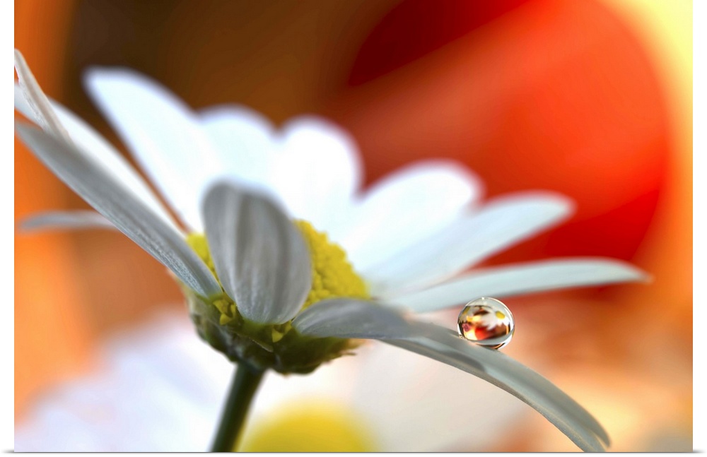 A round water drop resting on a flower petal.
