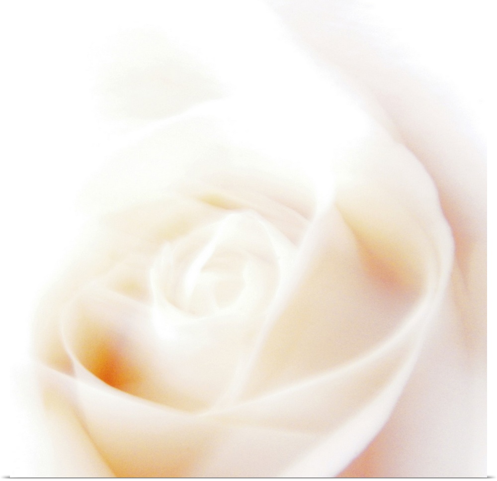 A sunlit rose, a poem for light.