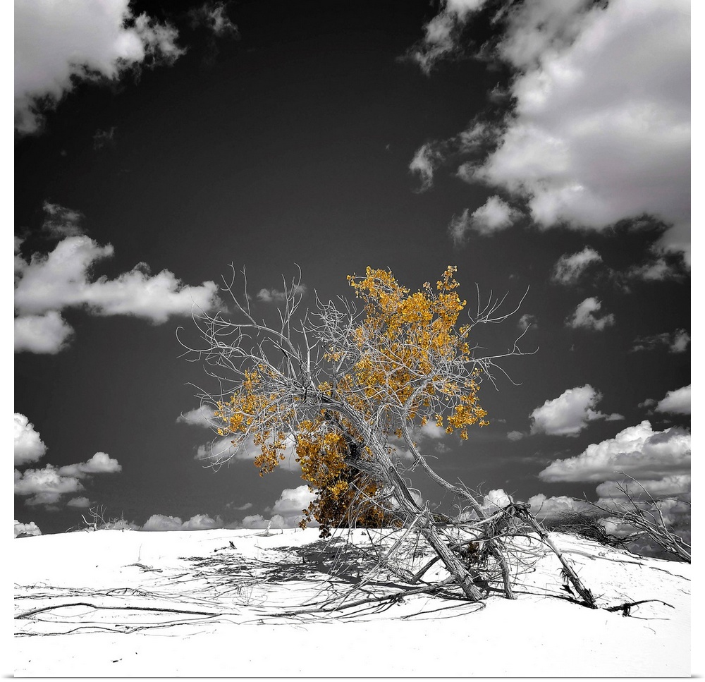 A tree sprouts leaves on his mostly bare limbs in the middle of a desert.