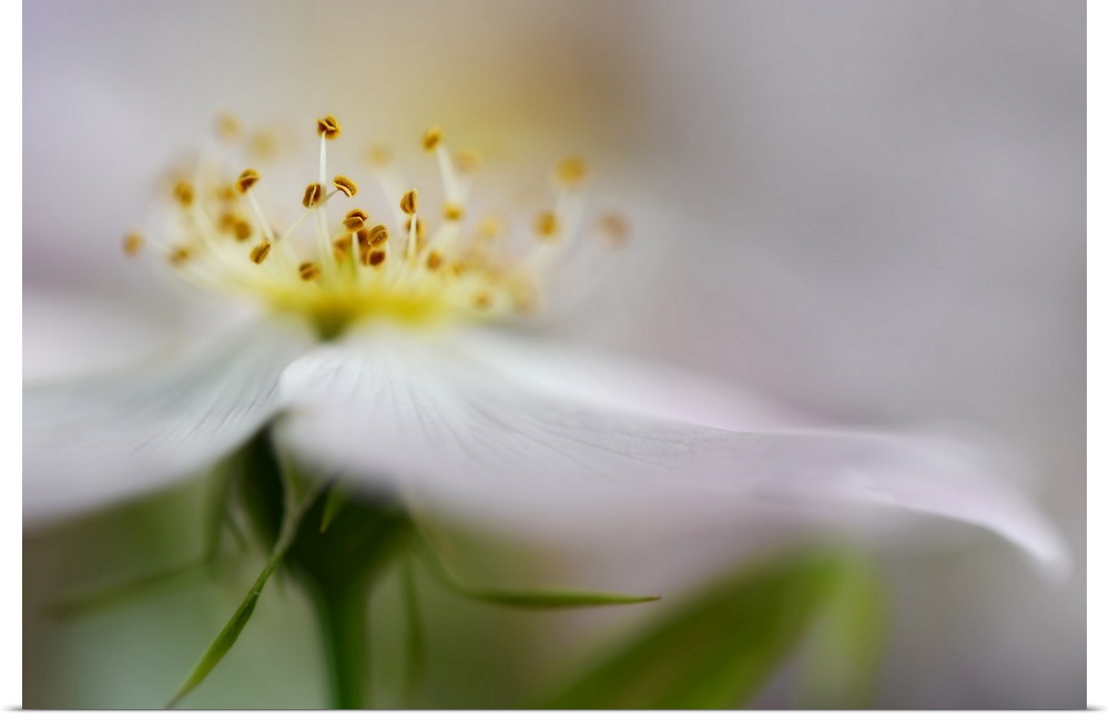 Closeup photograph of a white flower with a blurred look, focusing in on the yellow center.