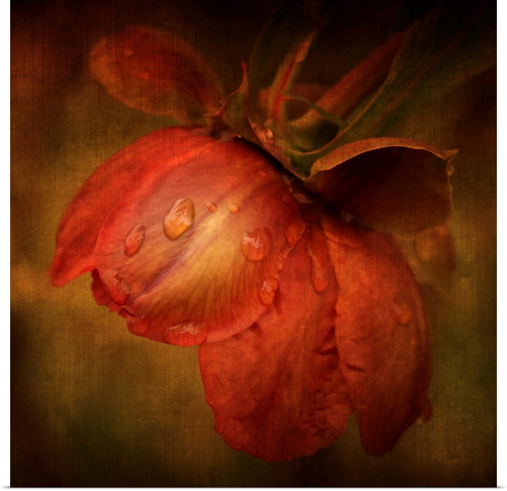 Artist photograph of a close-up of a red flower.