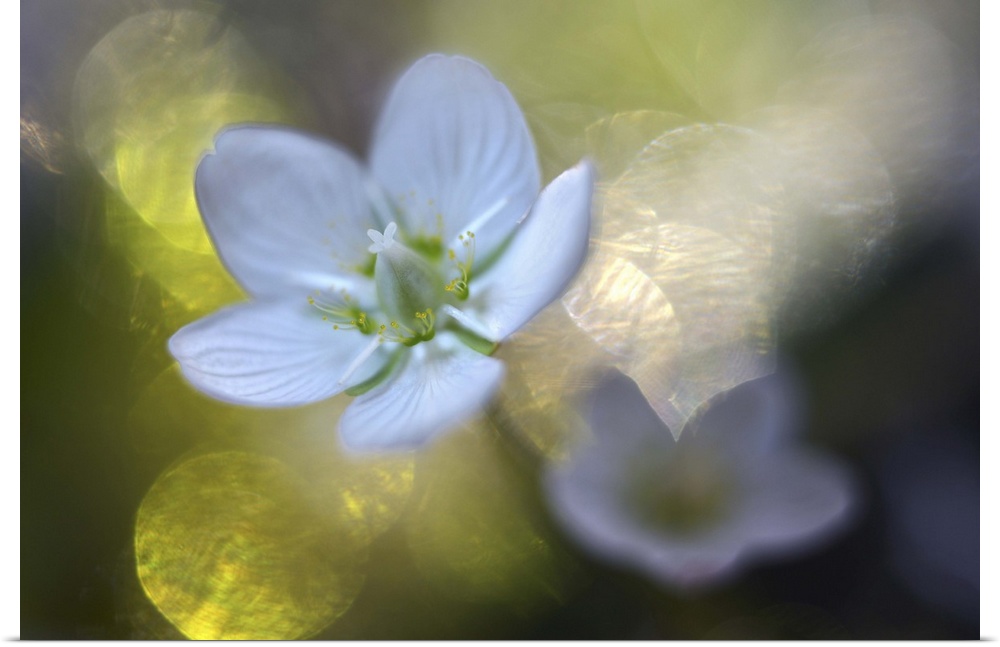 A macro photograph of a white flower against an abstract green and bokeh background.