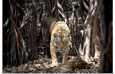 Tiger In A Banyan Tree