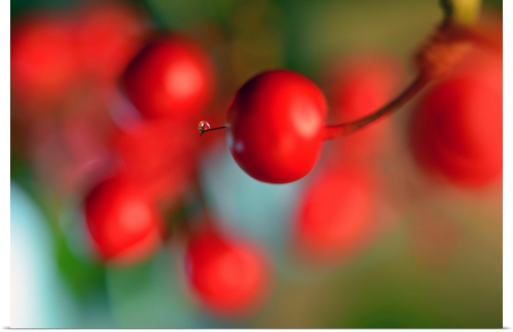 Photograph of a tiny water drop on the tip of a bright red berry with a shallow depth of field.