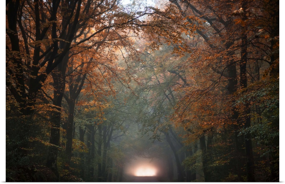 A central road crossing a yellow and orange colored forest at fall with lighting tunnel, Broceliande forest in France.