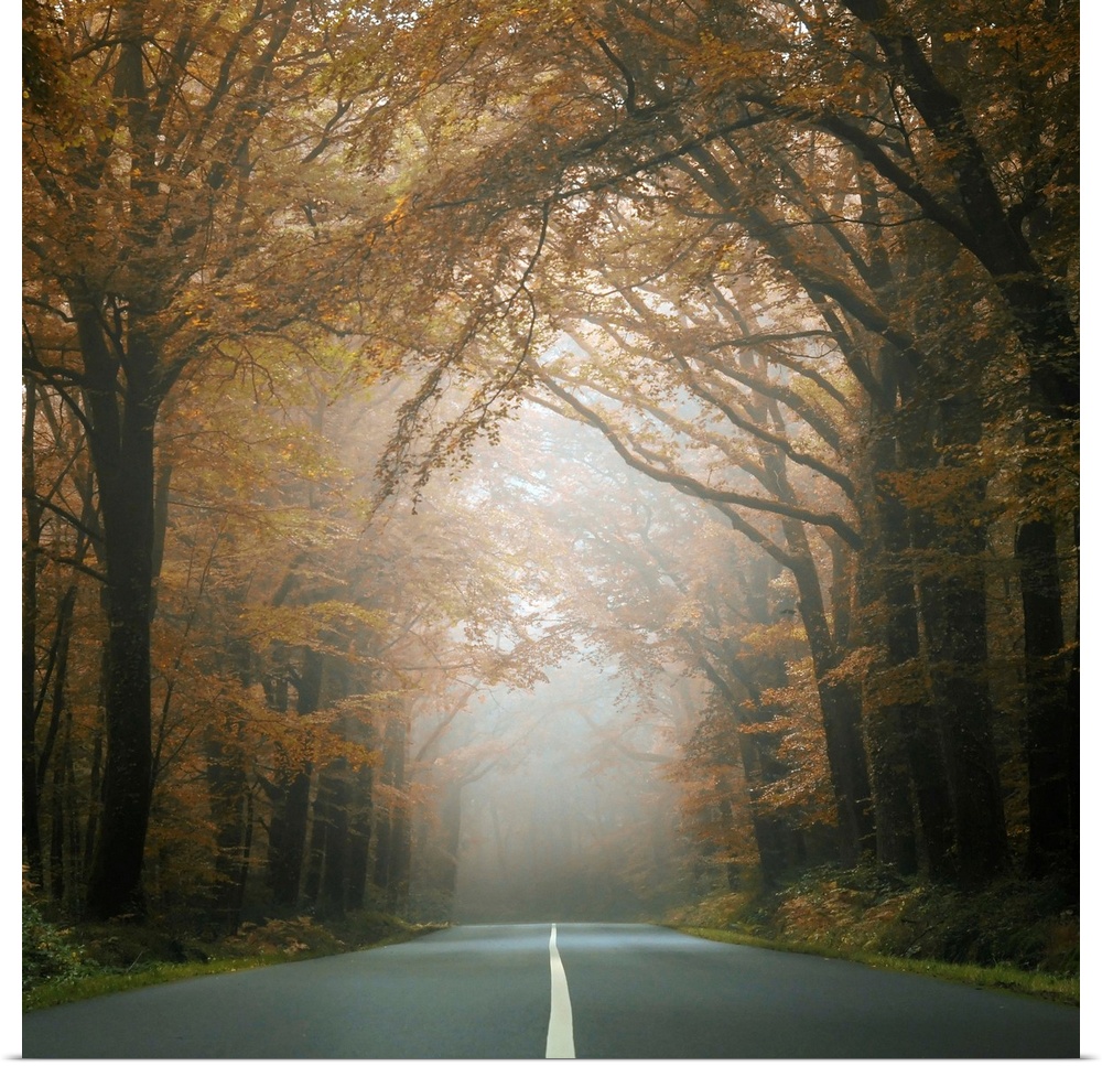 Square picture of a road crossing the forest behind dark trees at fall.