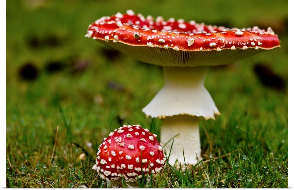 Photograph taken of two red mushrooms with one larger and its top turned up while the other is much smaller.