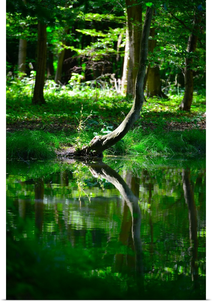 Reflection of a green tree