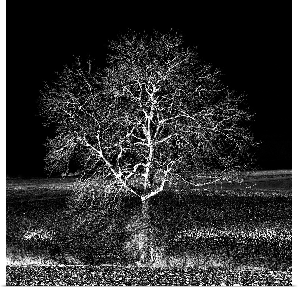 A leafless tree in black and white