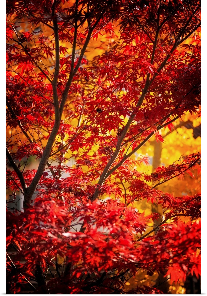 Branches full of red and yellow leaves in a forest in autumn.