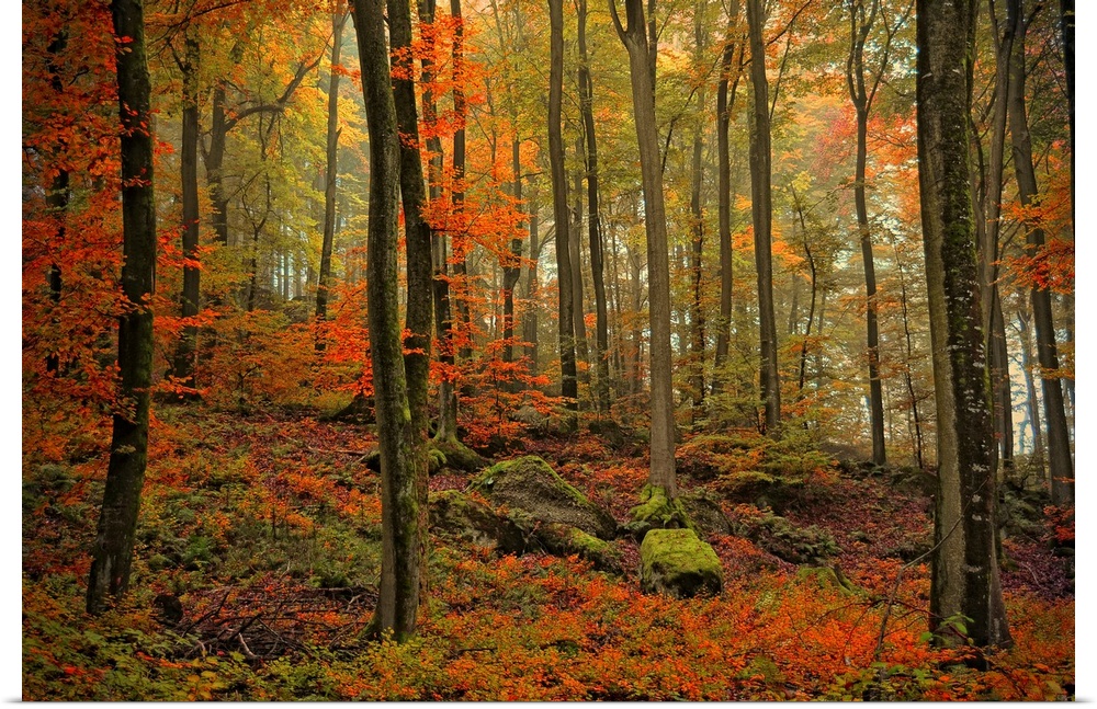 Photograph of fall foliage in a dense forest with large moss covered rocks.