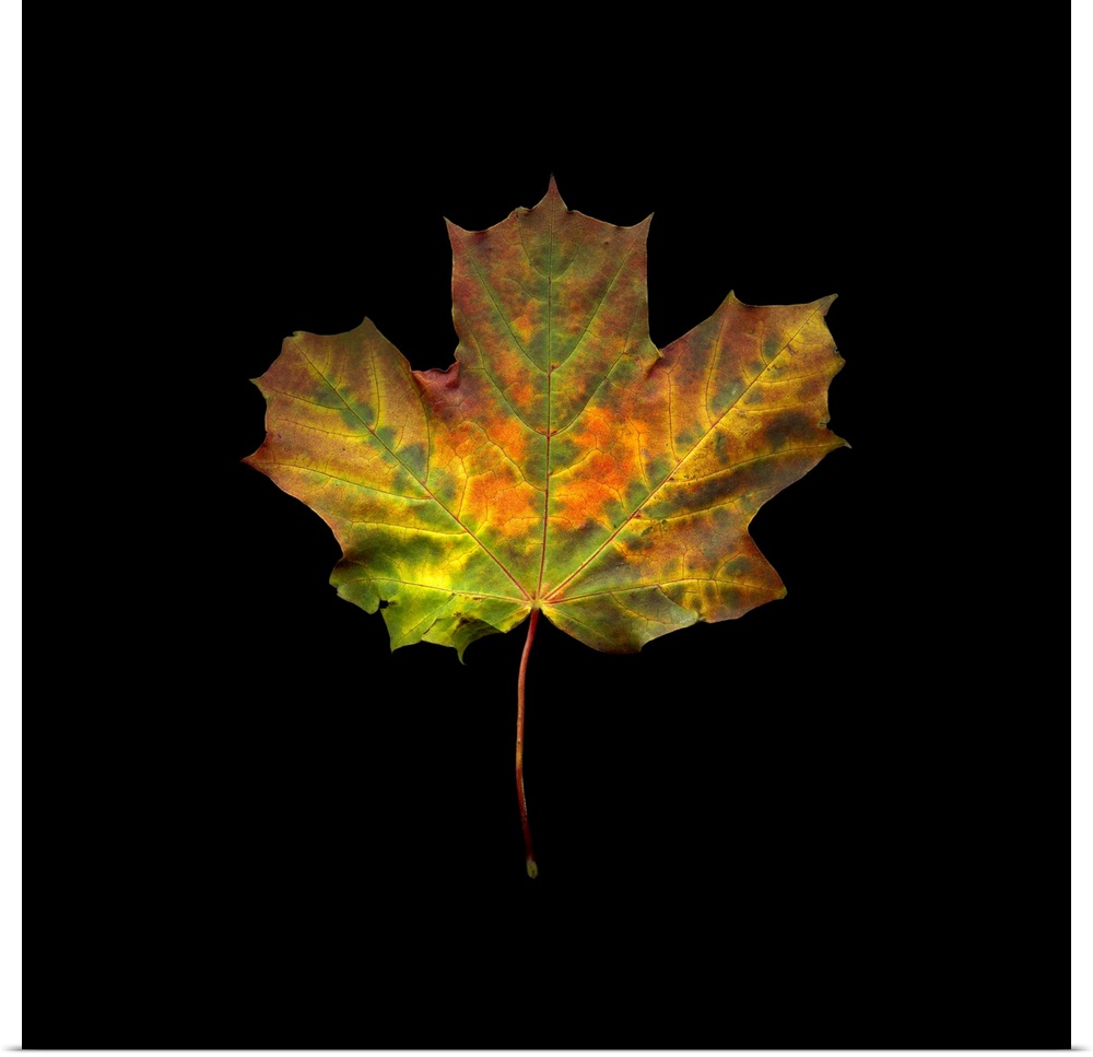 A single maple leaf in green and orange on black.