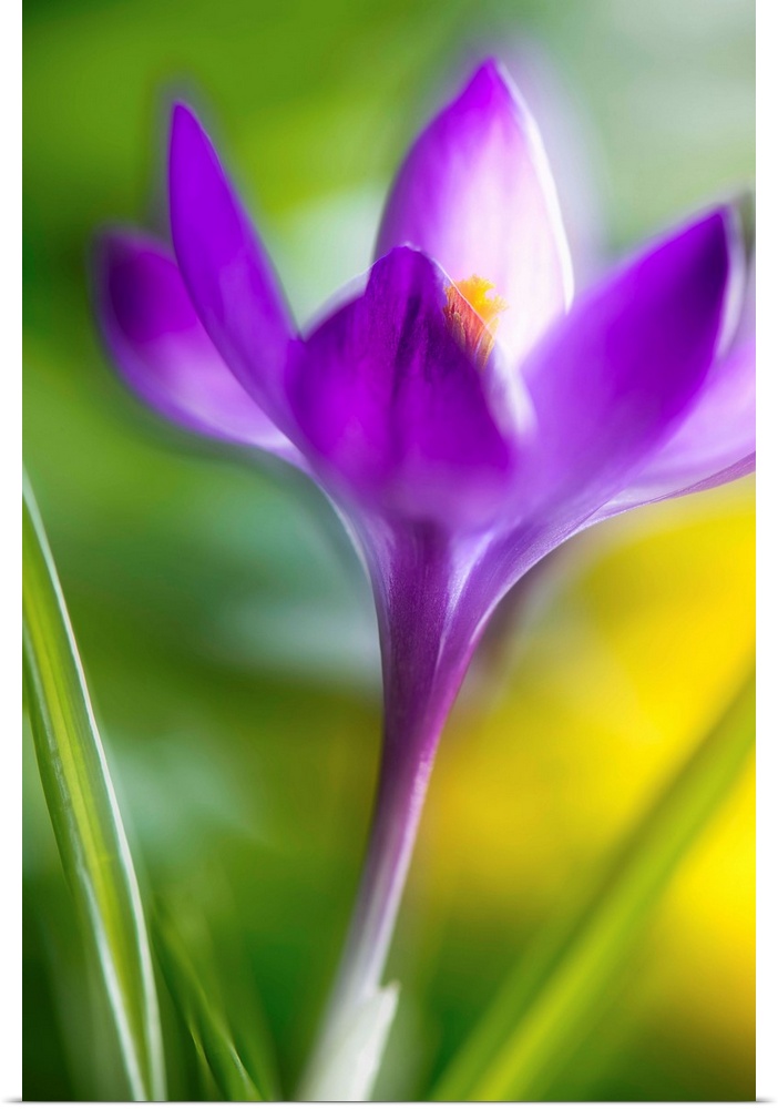 Double exposure of a Crocus flower giving it a dreamy look.