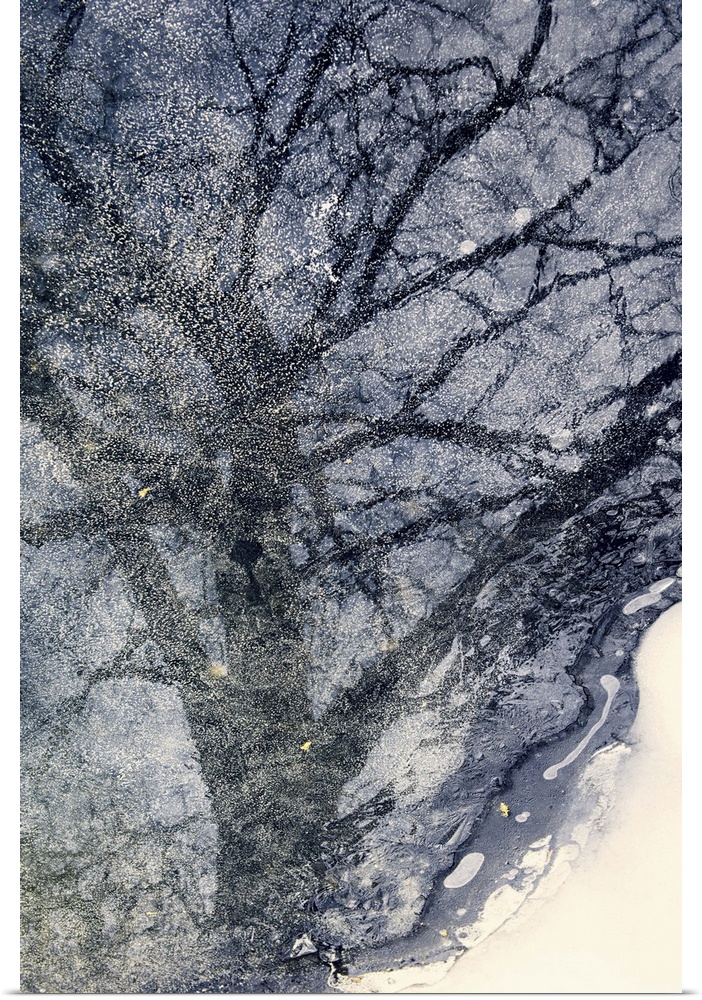 Reflection of a tree in a frozen pond.