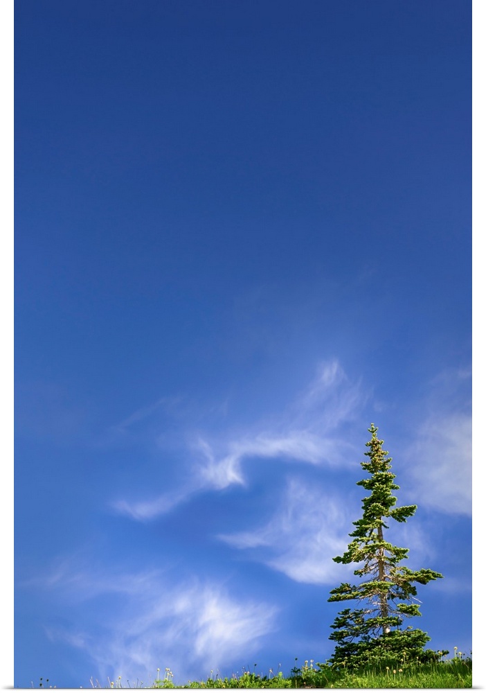 Fine art photo of a lone tree with some clouds in the otherwise clear sky.