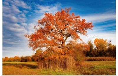 Tree Symbol Of Autumn