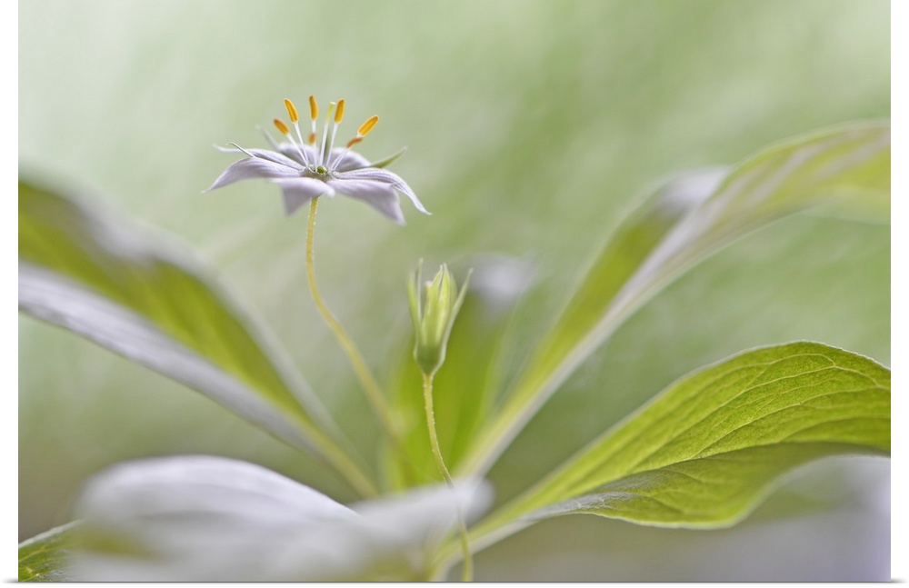 Photograph of a beautiful flower with its petals laid out flat on a soft focused background.