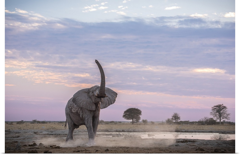 Elephant lifts his trunk to smell for friends or foes at sunset.