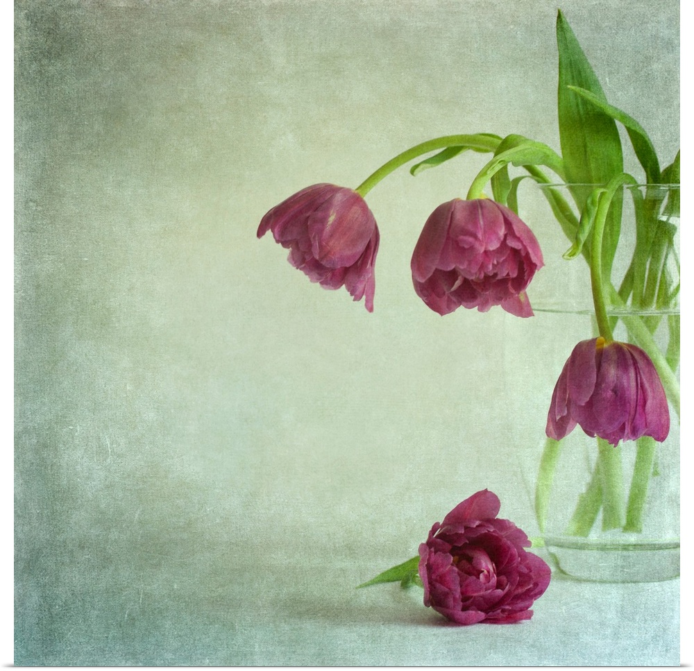 A vintage crystal vase of ruffled deep magenta pink tulips bowing gracefully from the vase on a green background.