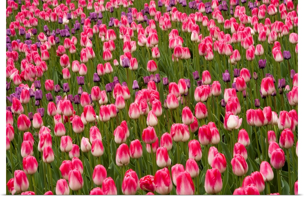 Tulips, Central Park, New York, USA