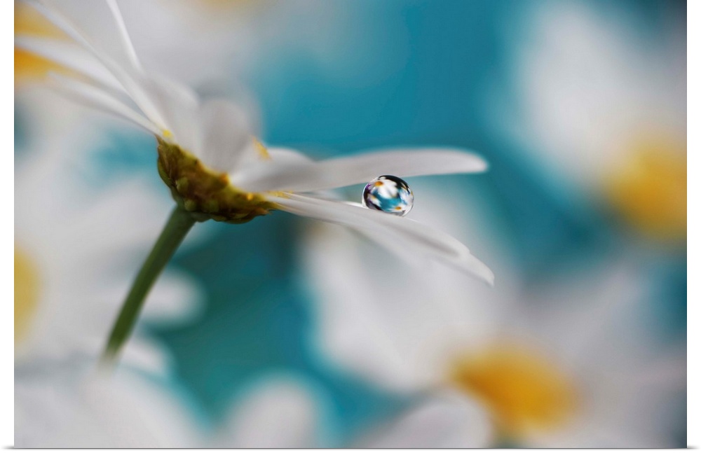 Macro photograph of a white daisy with a single water drop on its petal reflecting images of daisies onto it.