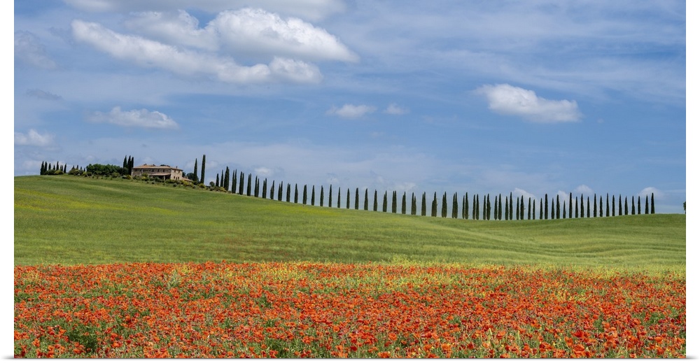 Near Pienza in Tuscany there is a farmhouse with characteristic cypresses, the adjacent field was full of poppies. It is a...