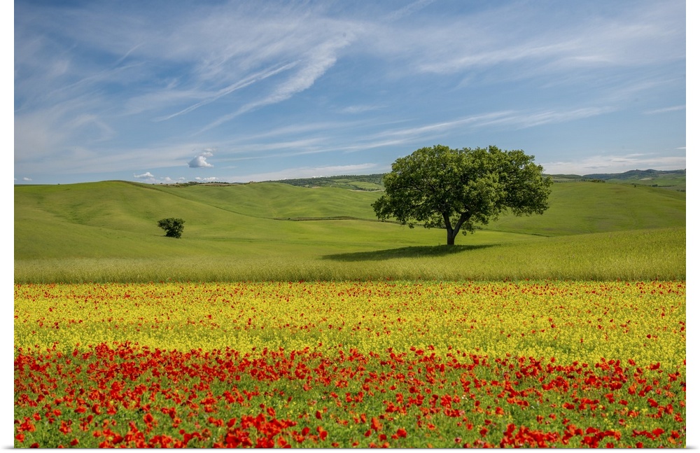 A typical Tuscan landscape in spring that conveys serenity.