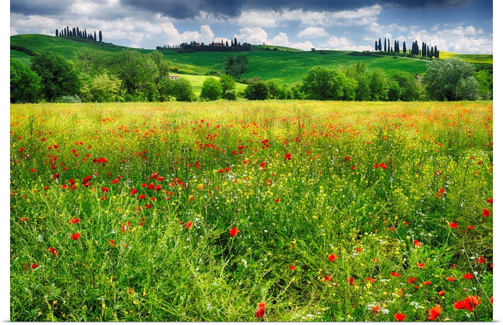 Spring meadow, Pienza, Val d'Orcia, Tuscany, Italy.