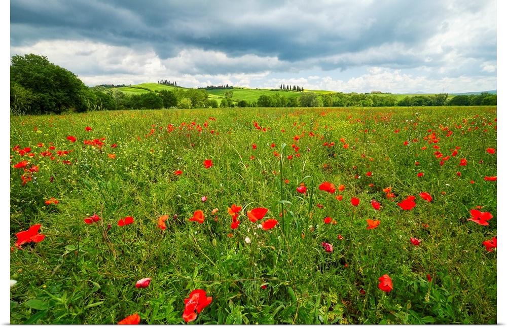 Spring meadow filled with poppies, Pienza, Val d'Orcia, Tuscany, Italy.