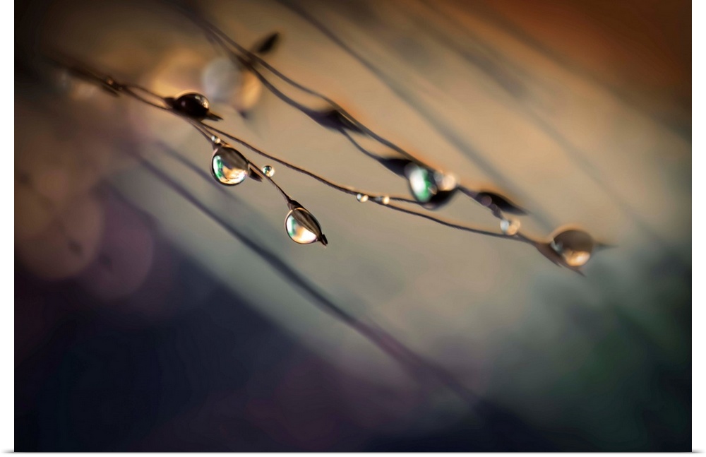 Fine art photo of water droplets clinging to very thin twigs with a bokeh background.