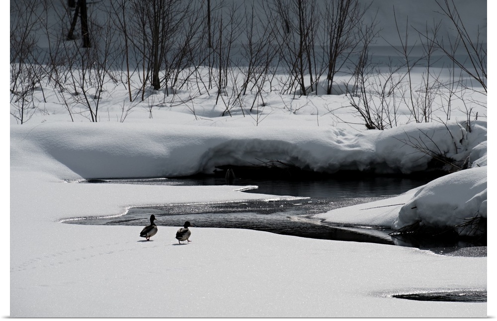 Photograph of a winter scene with two ducks walking towards a small body of water, surrounded by snow covered land.