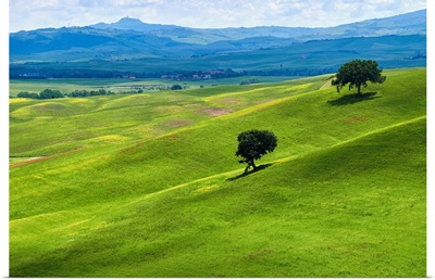 Two Trees In Tuscany