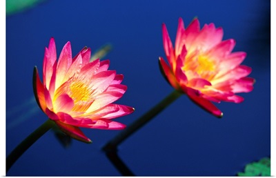 Two Water Lilies