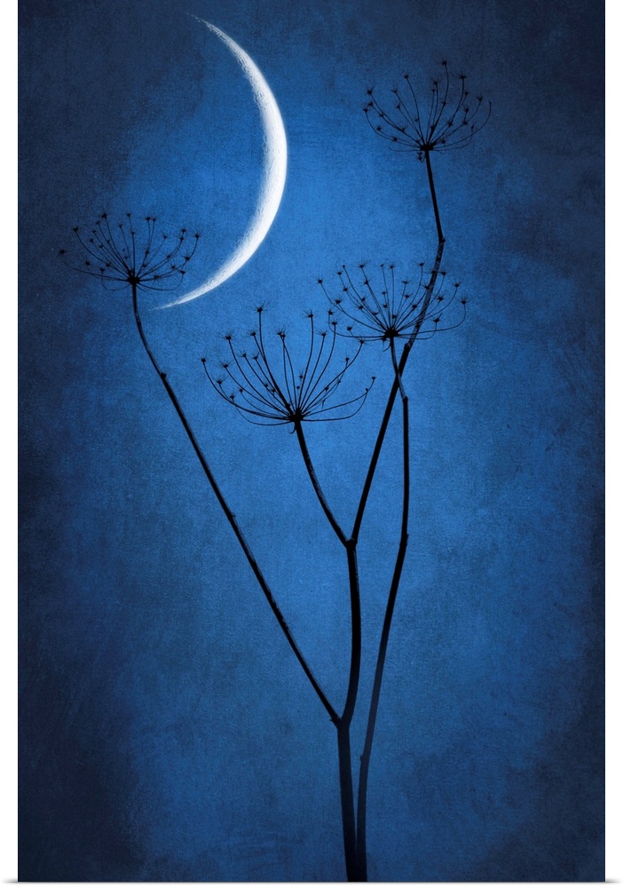 Crescent moon with grass in the foreground. Dominant blue