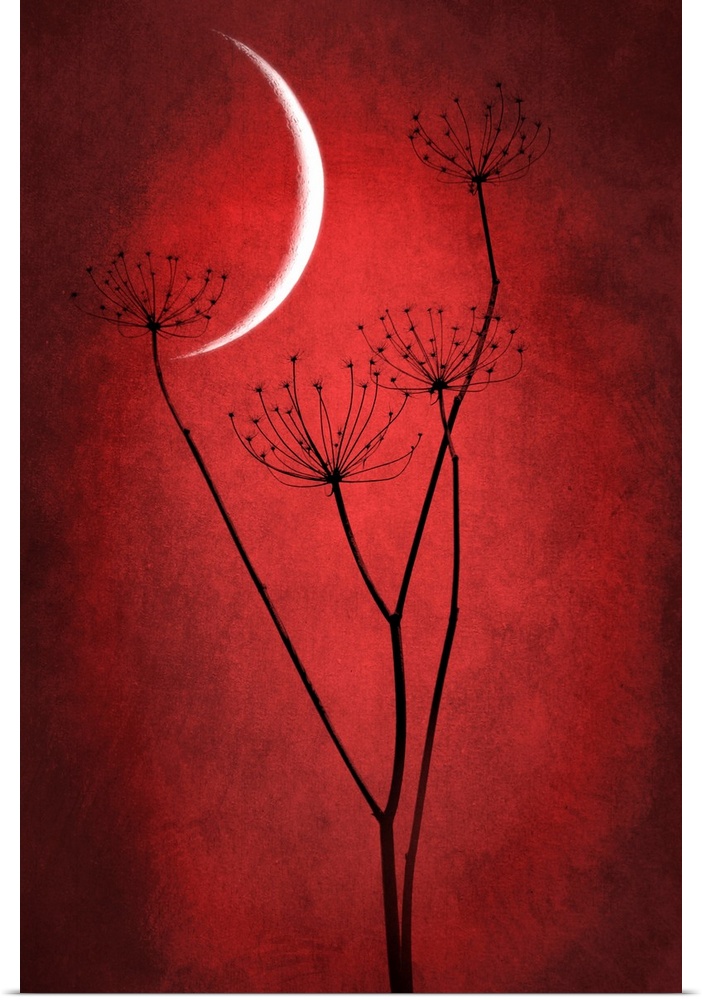 Crescent moon with grass in the foreground. Dominant red