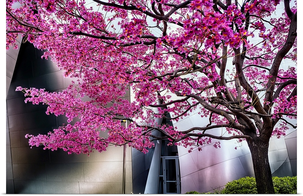 Japanese Cherry Blooms at the Walt Disney Concert Hall, Los Angeles, California.