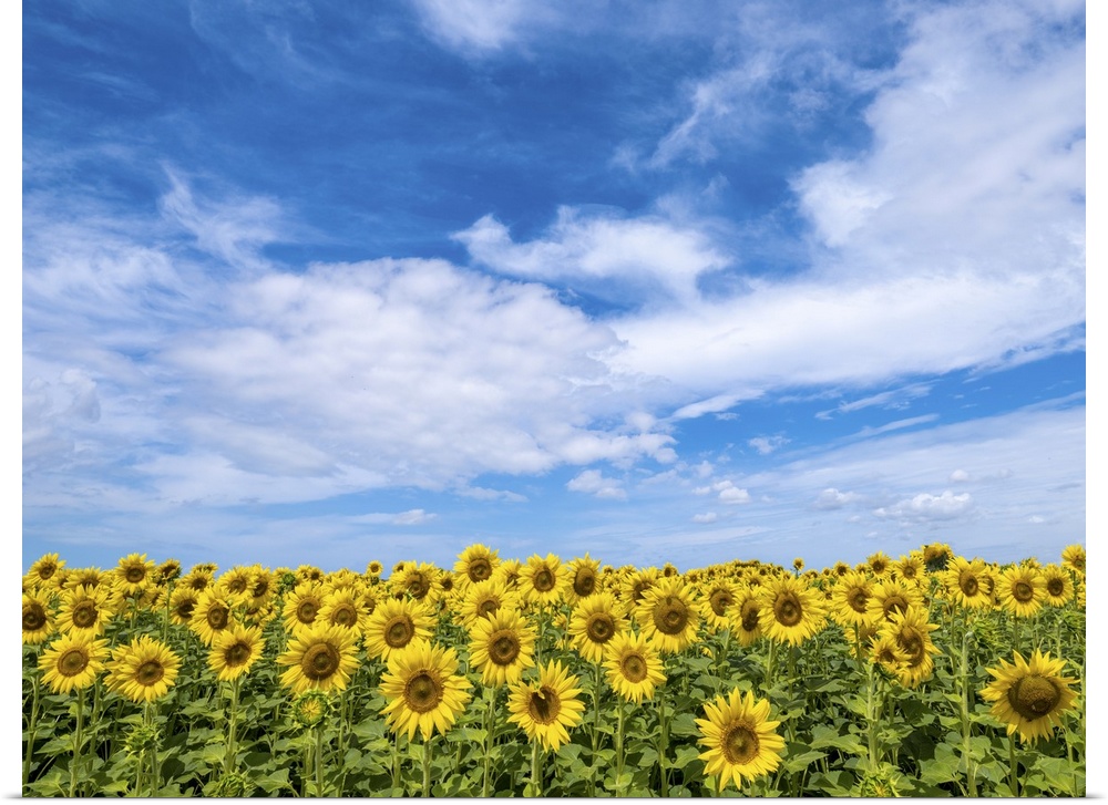 In Tuscany the sunflower season is very beautiful. There are endless expanses of sunflower fields. This photo was taken in...