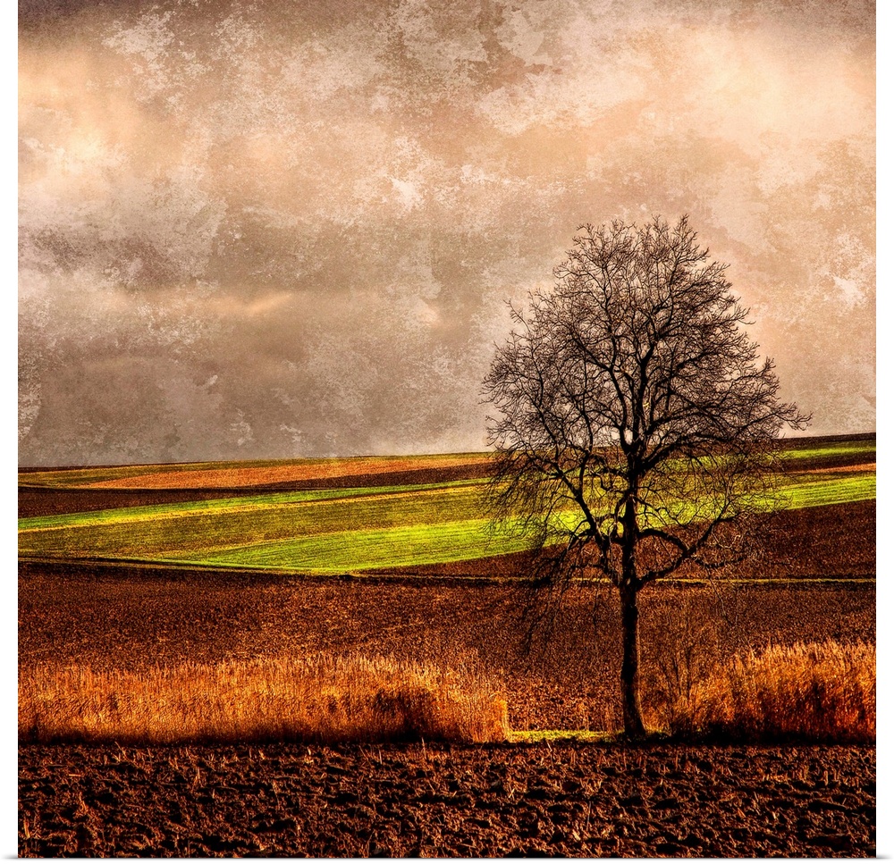 Giant, square, fine art photograph of a single tree with bare branches in a vast crop field, beneath a neutral sky with ro...