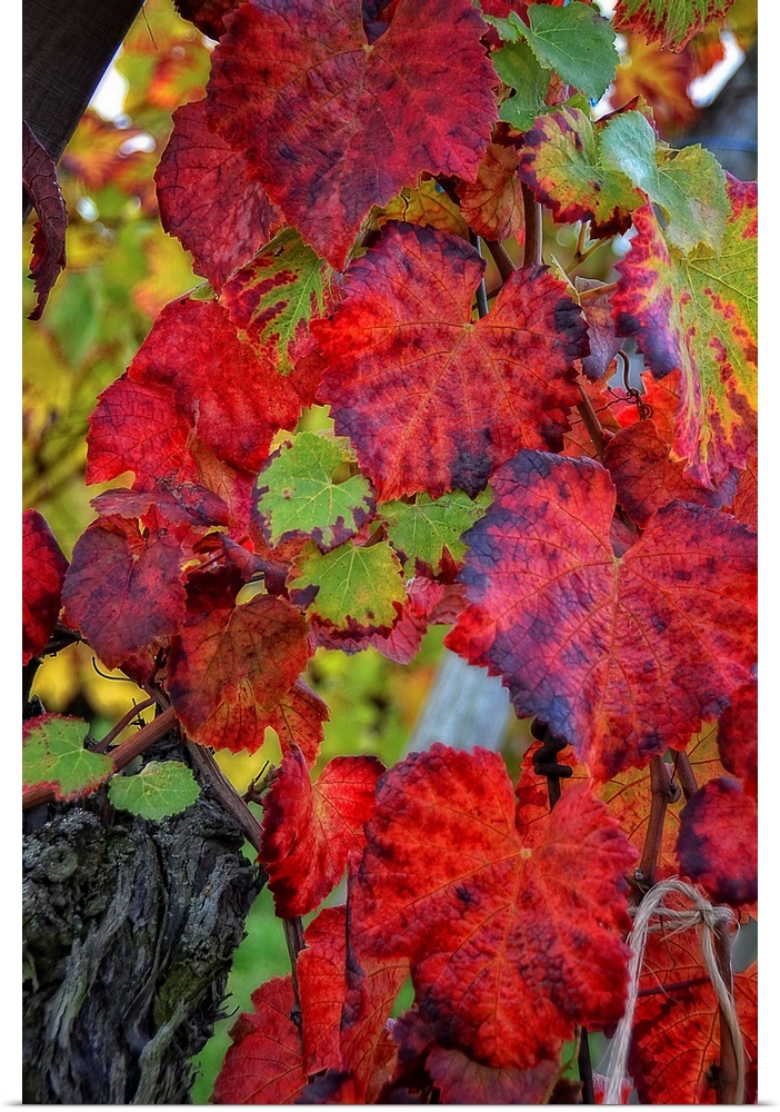 Red vine leaves close up