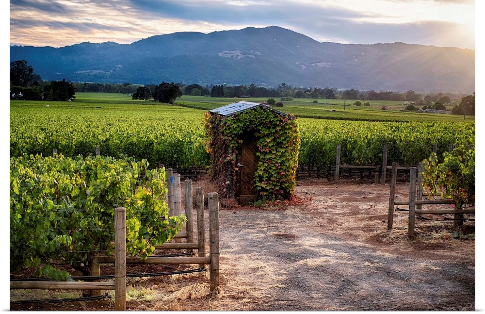 Fine art photo of a small shed in a vineyard in the late afternoon.