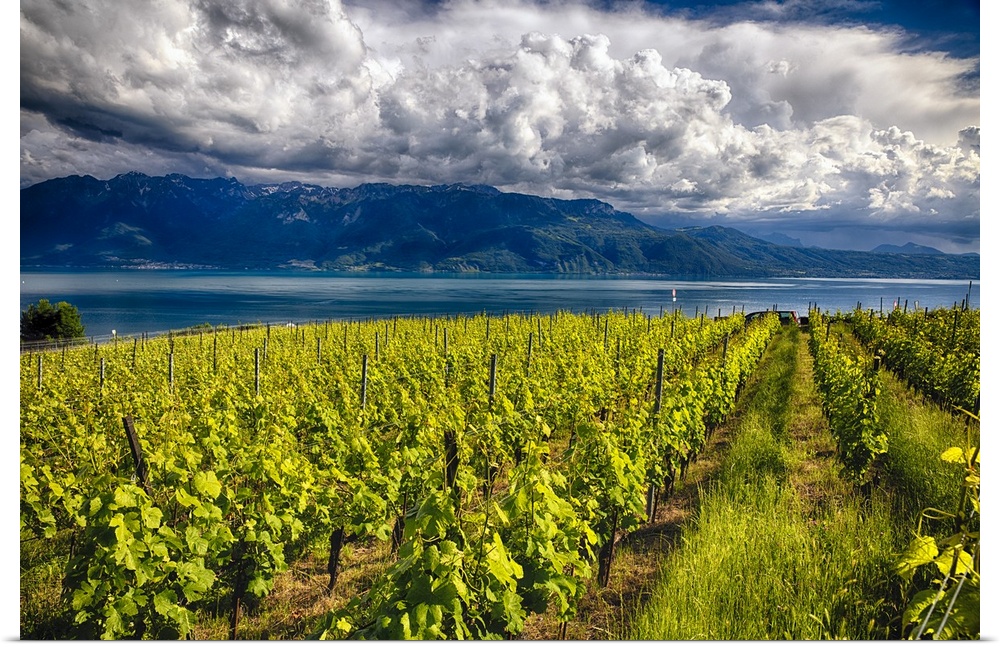 A photograph of a vineyard under a sky filled with enormous clouds.