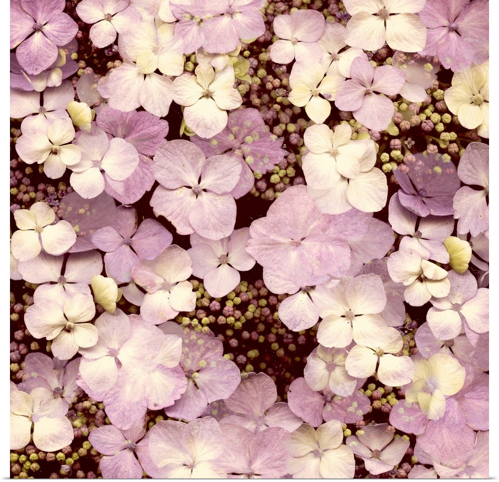 A cluster of hydrangea flowers in shades of pink.