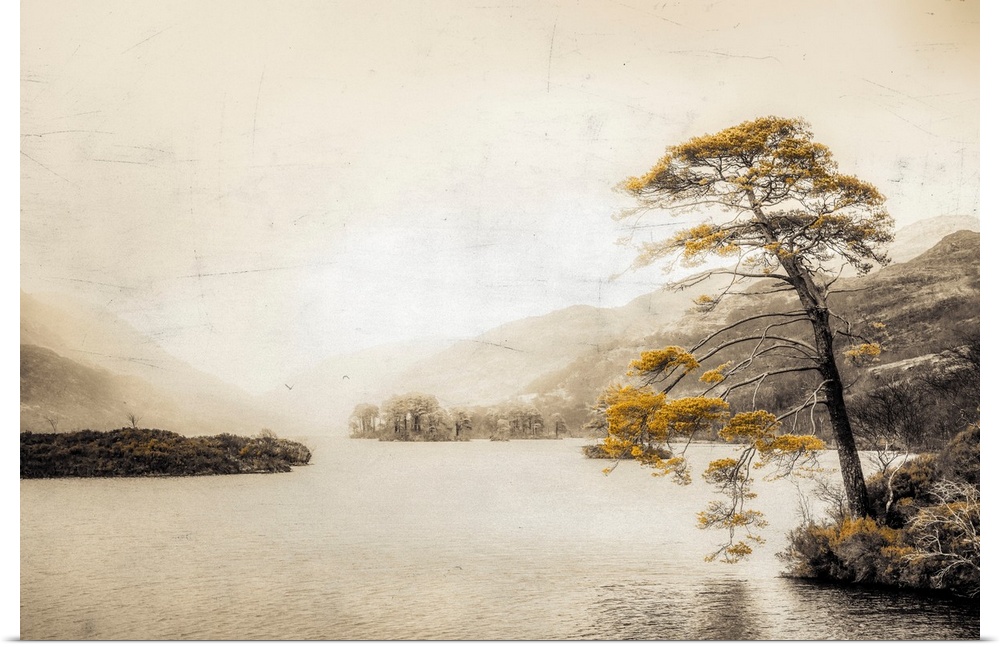 Old tree by a lake in Scotland with a photo texture
