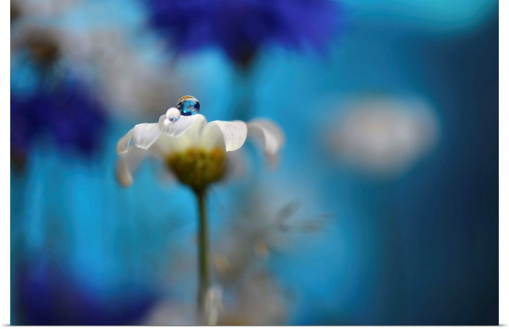 Macro photograph of a daisy with a dew drop on top with cornflowers and daisies in the blurred background.