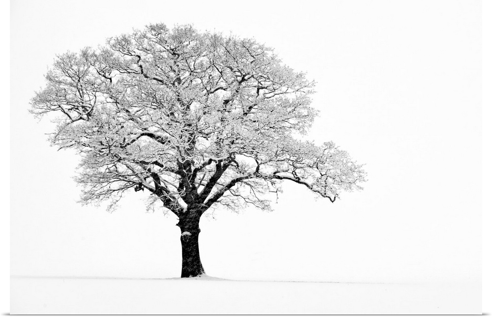 Landscape, fine art photograph on a big wall hanging of a lone tree with snow covered branches, on a bare, snow covered ba...